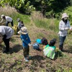 原っぱの花を咲かせるセイタカアワダチソウ引っこ抜き作戦