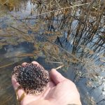 伝統的な湿田環境の指標生物！ニホンアカガエルの卵塊調査