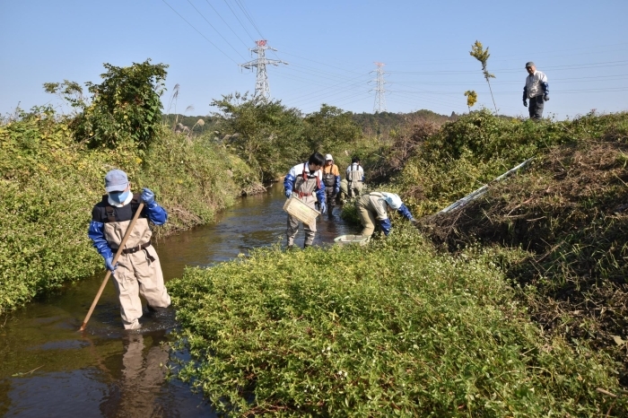 【ボランティア体験会】11/2 外来生物(ナガエツルノゲイトウ)の駆除作業