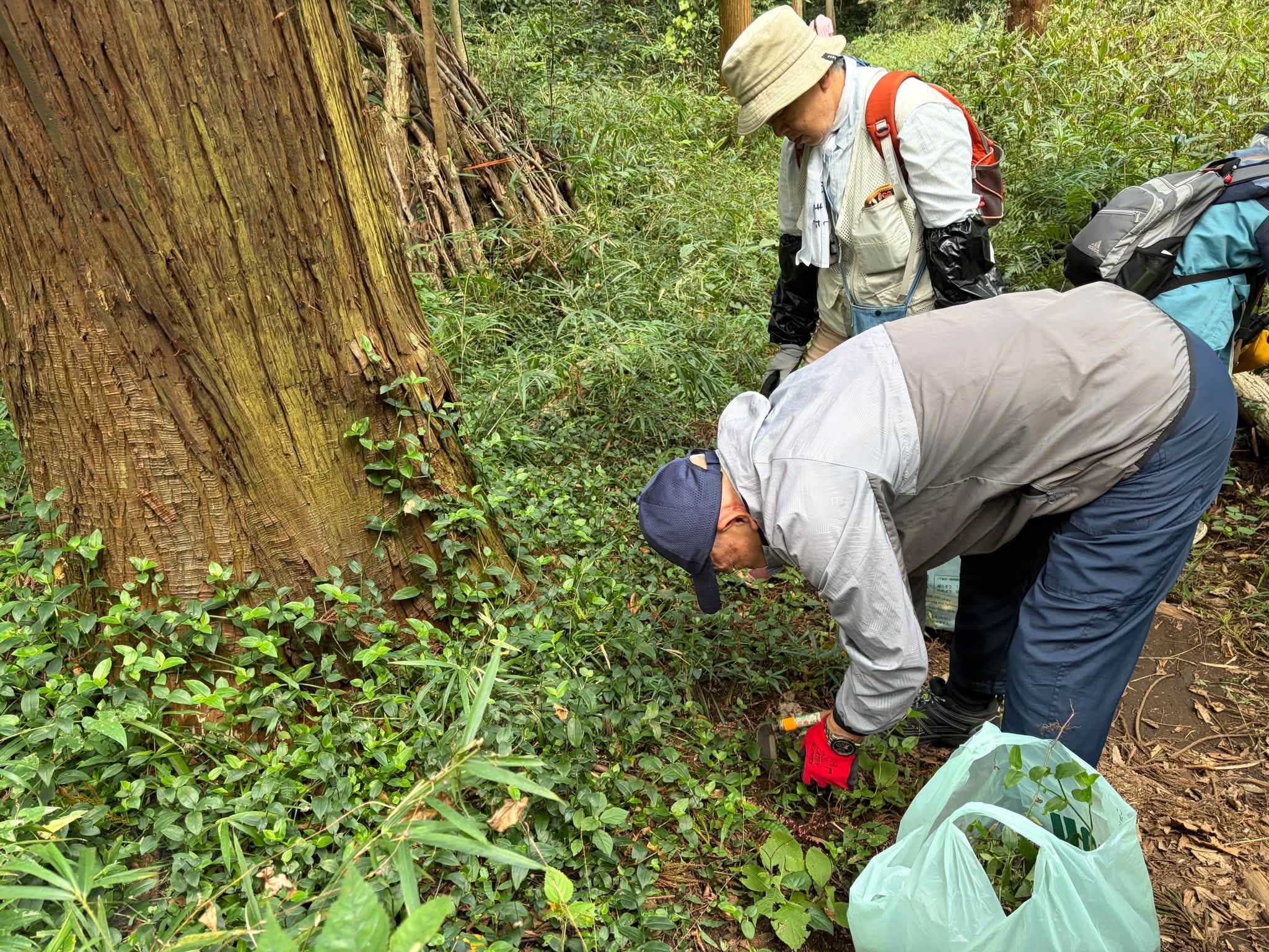園生の森公園を育てる会・2026年11月の定例活動「ミドリハカタカラクサ駆除大作戦！」